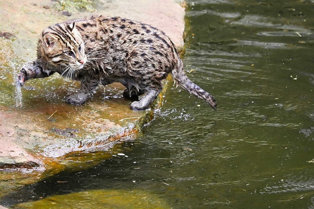 Дикие пятнистые кошки — виверровый кот рыболов: характеристики и описание + видео и фото