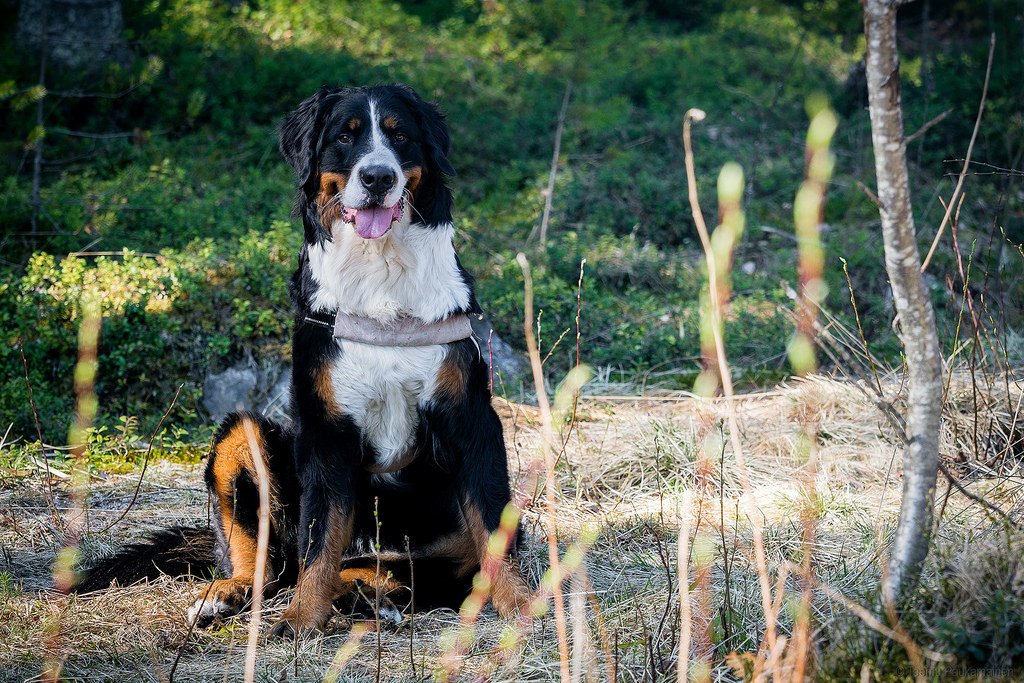 Бернский зенненхунд собака. описание, особенности, уход и цена породы | sobakagav.ru
