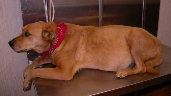 Асцит (водянка) у собак - причины и лечение асцита брюшной полости в москве. ветеринарная клиника "зоостатус"