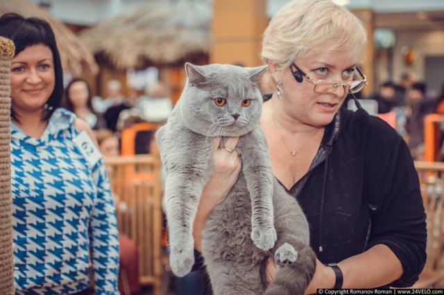 Клуб любителей кошек "москва"