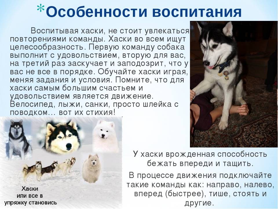 ᐉ как воспитать щенка самоеда? - zoomanji.ru