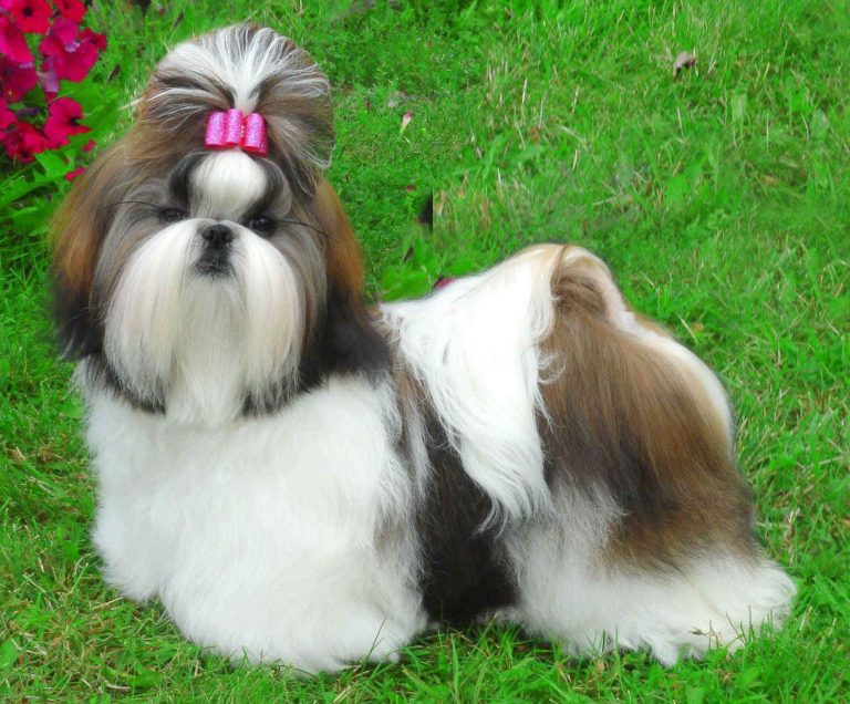 Легендарная собака ши-тцу: стандарт породы и описание характера, особенности ухода и кормления, фото и цена