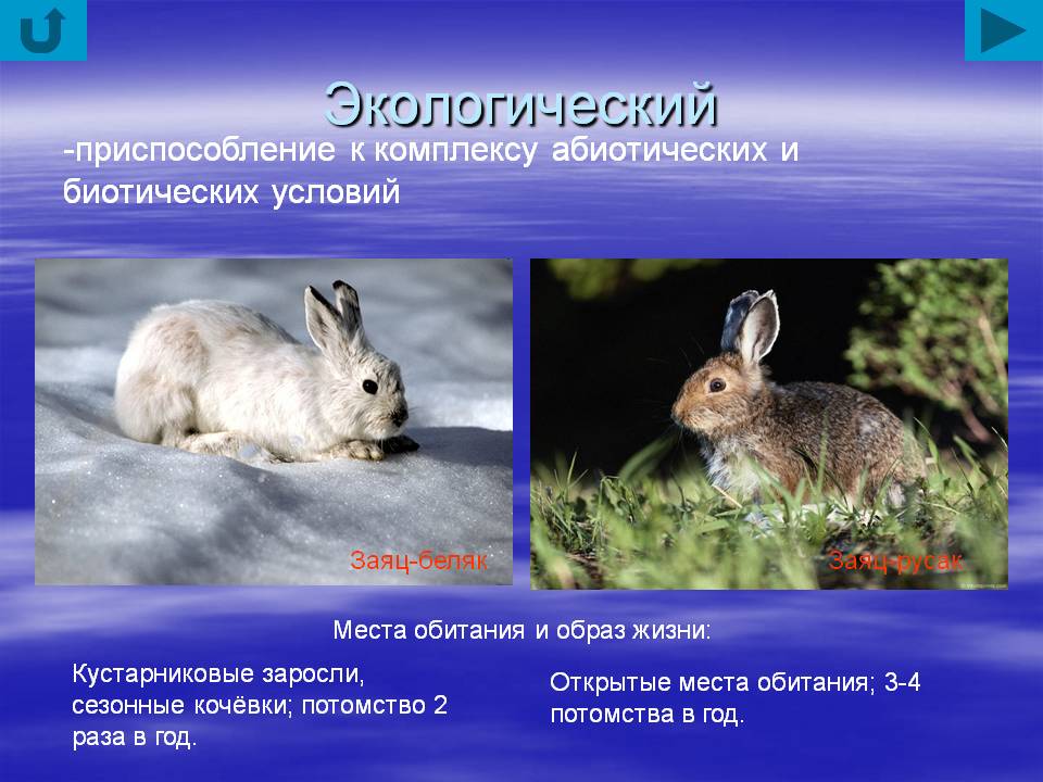На рисунке изображены связи животного с окружающей средой заяц