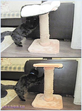 Как отучить кошку драть обои и мебель: эффективные работающие способы
