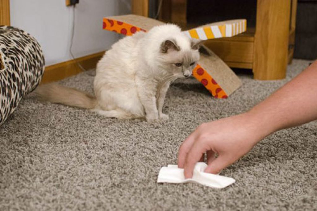 Что делать чтобы кот не метил в квартире народными средствами