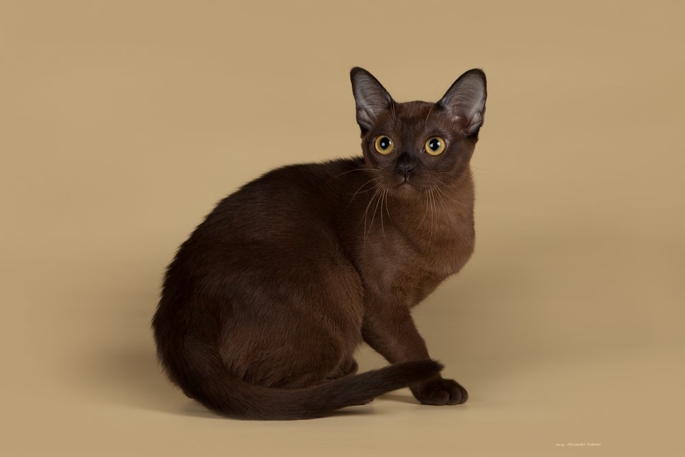 Бурманская кошка (бурма): описание породы, история происхождения бурмиллы, стандарты, характер, все о кошке, цена
