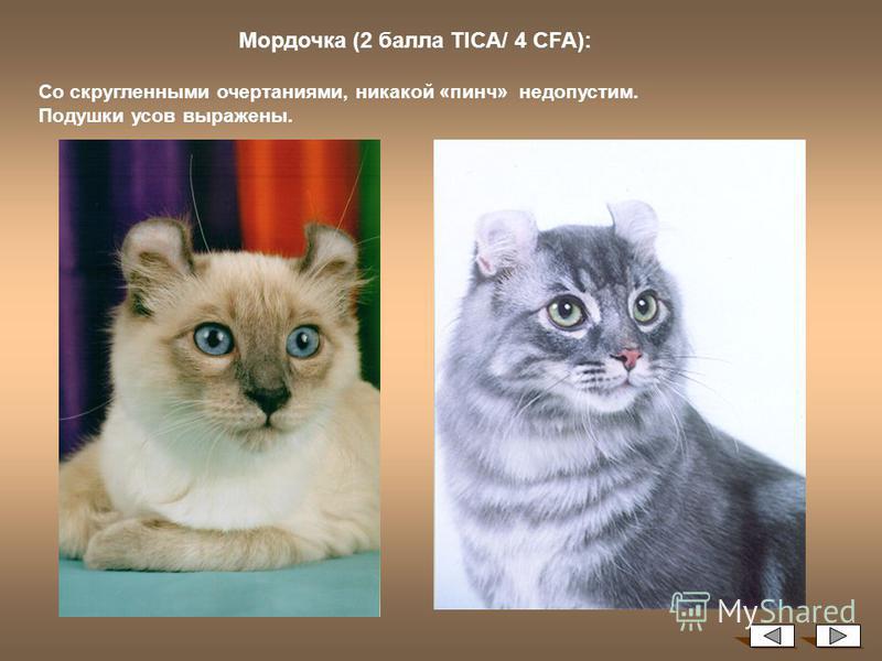 Характер кошек (19 фото): особенности поведения котов. породы кошек, имеющих повадки собаки