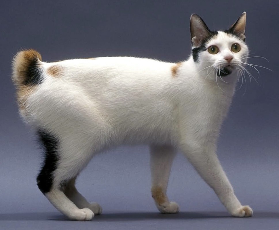 Японский бобтейл: все о кошке, фото, описание породы, характер, цена