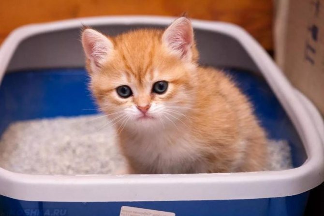 Антигадин для кошек: как сделать своими руками, топ 7 покупных
