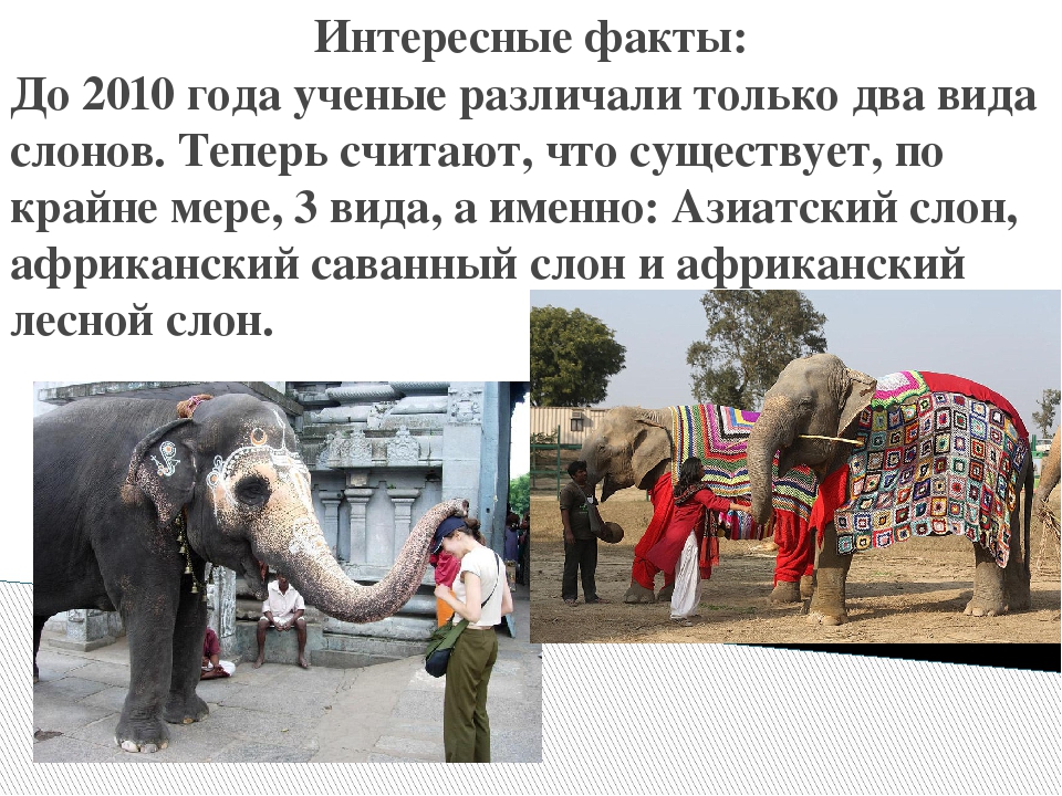 Фотоснимки и интересные факты о слонах - zefirka
