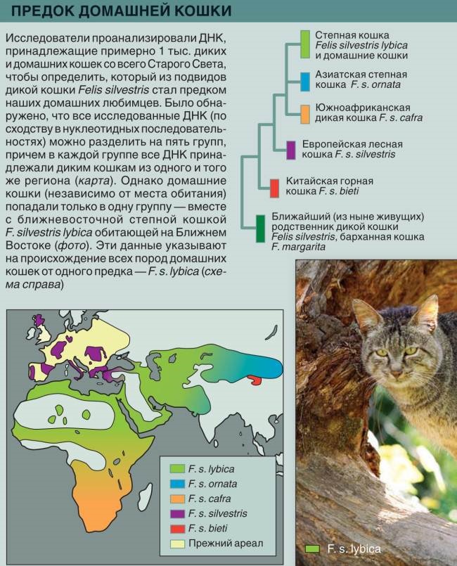 Андская кошка: описание, характер, среда обитания и образ жизни, фото