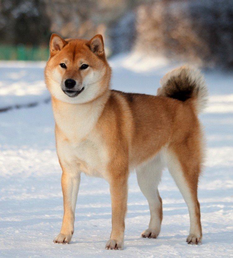 Собака- национальное достояние японии: сиба-ину