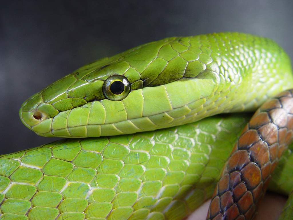 Как выбрать первую ручную змею: 14 шагов