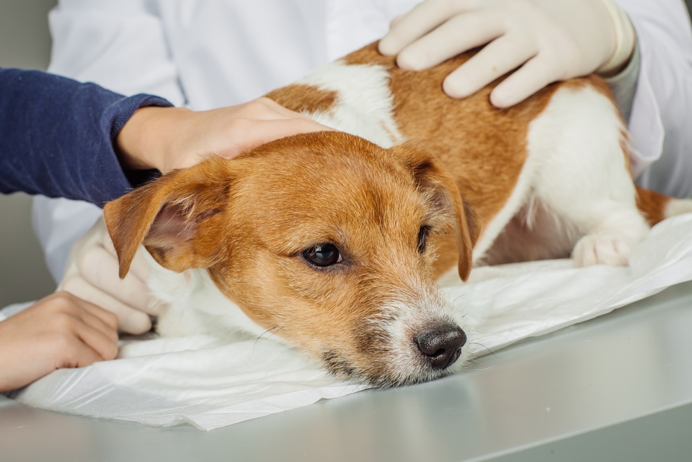 Гастроэнтерит у собак - вирусный гастроэнтерит, симптомы, лечение в москве. ветеринарная клиника "зоостатус"