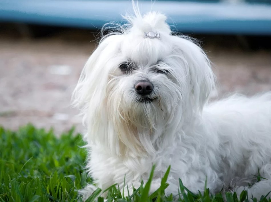 Порода собак мальтезе: описание, характер и фото болонки
