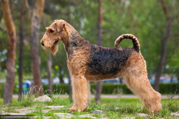 Вельштерьер (28 фото): описание породы, разновидности уэльского терьера. как дрессировать собак?