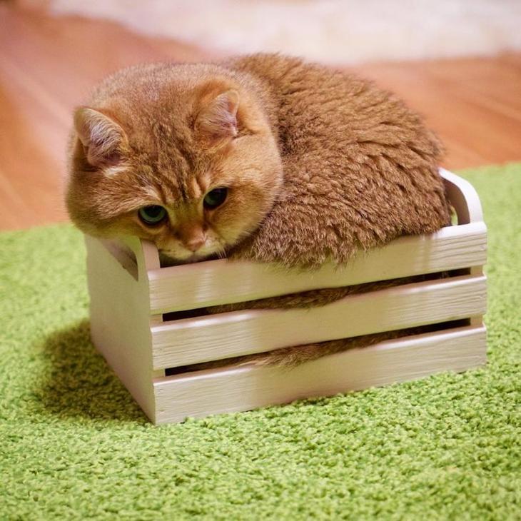 Загадочная история: почему все кошки любят коробки?