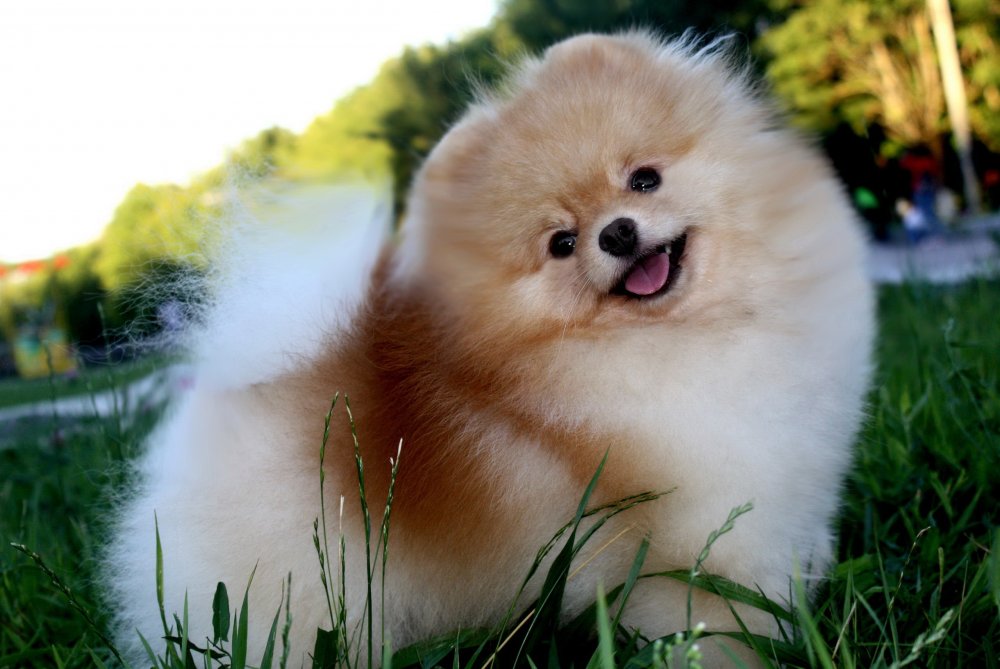 Милые породы собак: топ-25 с фото и описанием