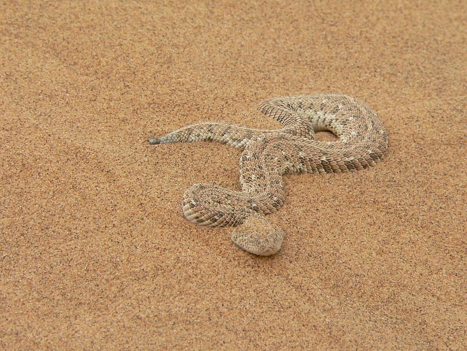 Песчаная гадюка эфа  — описание и особенности поведения змеи, территория обитания