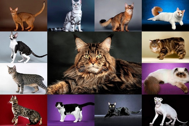 Топ – 10 самых популярных пород кошек в россии