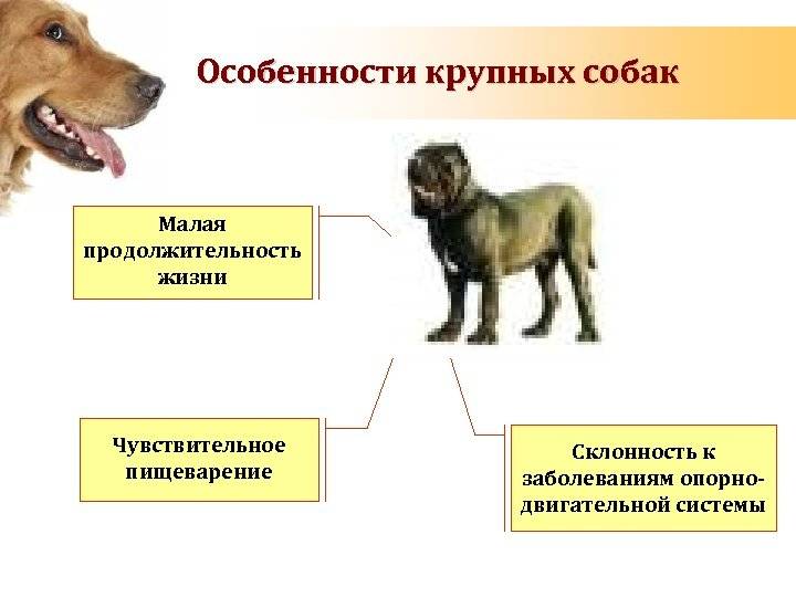 Дворняги: описание беспородных собак и тонкости их выращивания