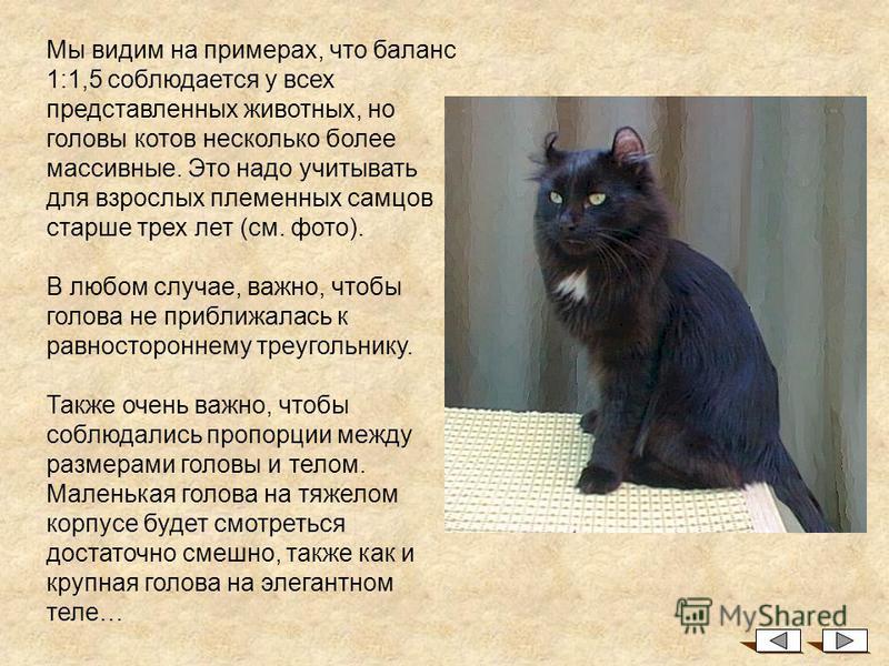 Петерболд: описание породы кошек и фото, разновидности котов сфинксов браш и вариетта с шерстью, характер и сколько живут