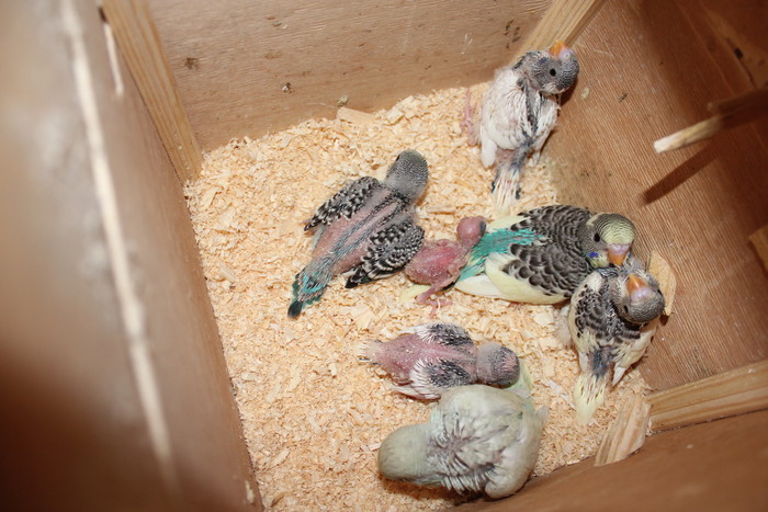 Выкармливание птенцов врановых птиц: сорок, соек, грачей, галок, ворон, воронов