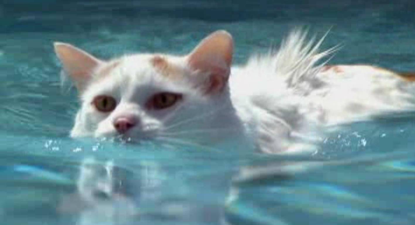 Кошки в озерах. Турецкий Ван кот. Турецкий Ван плавает. Водоплавающая кошка турецкий Ван. Кошка породы турецкий Ван плавает.