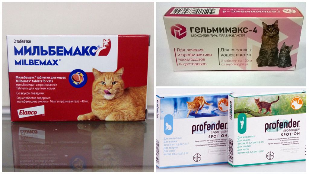 Глистогонные препараты для кошек: топ-11 лучших глистогонных