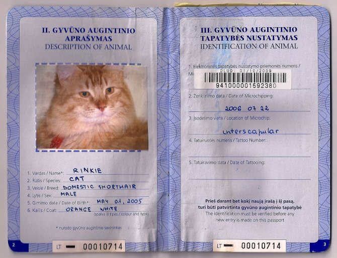 Ветеринарный паспорт для кошки: зачем он нужен и как его оформить