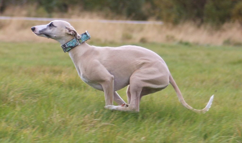 Одна из самых быстрых собак в мире – уиппет