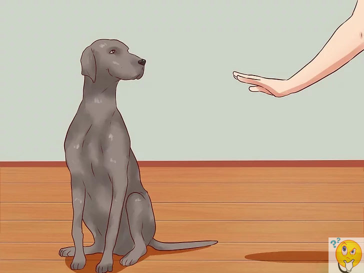 Как научить собаку команде стоять