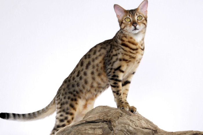 Турецкая ангора (50 фото кошки): описание породы и характера, цена котенка, сколько живет, интересные факты