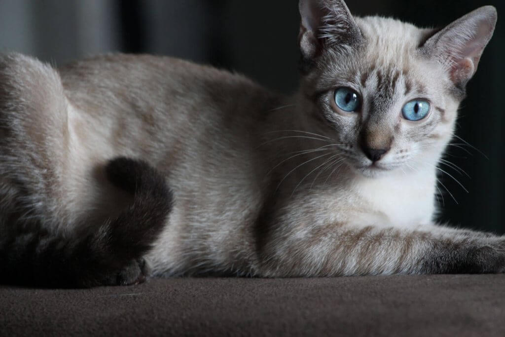 Новая порода охос азулес: описание кошек с голубыми глазами, правила содержания и уход