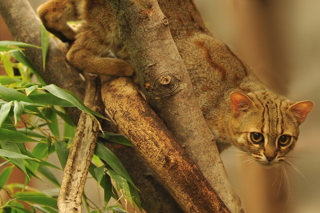 Чем дикий лесной кот отличается от домашних собратьев - мир кошек
