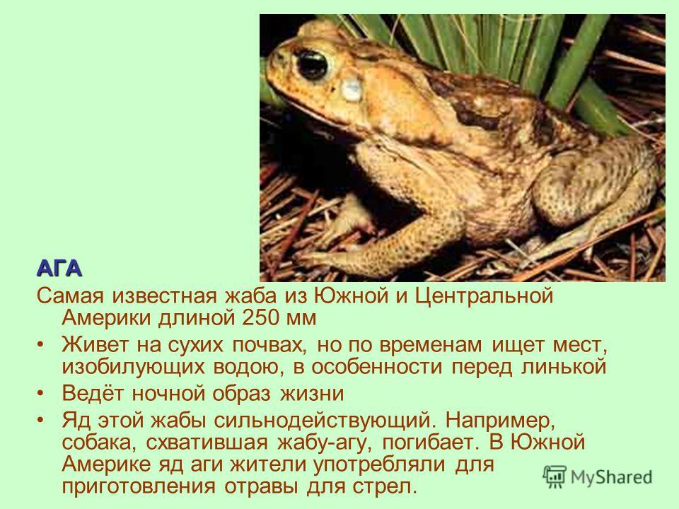 Обитание, описание и образ жизни ядовитой жабы