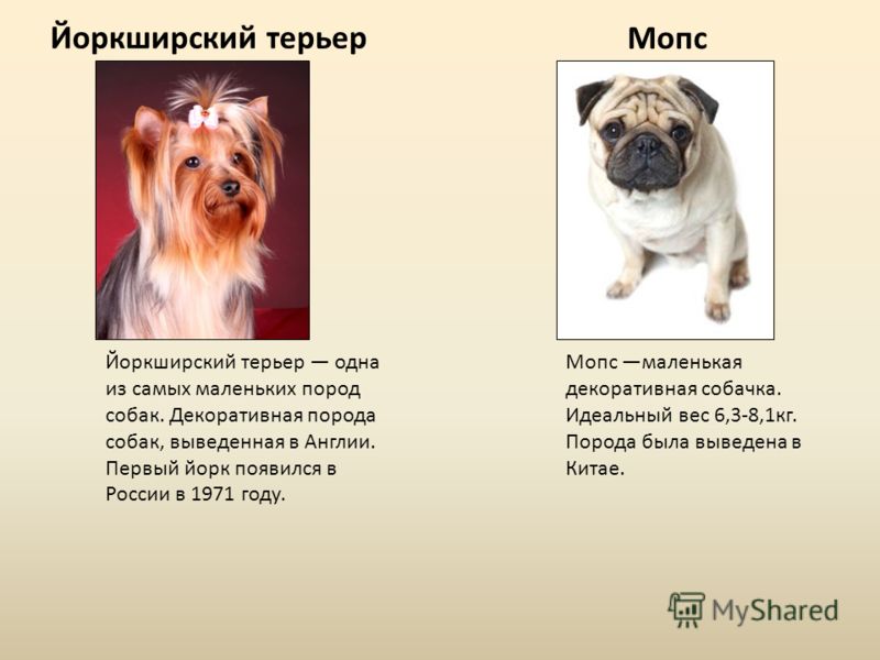 Мопс собака. описание, особенности, уход и содержание мопса