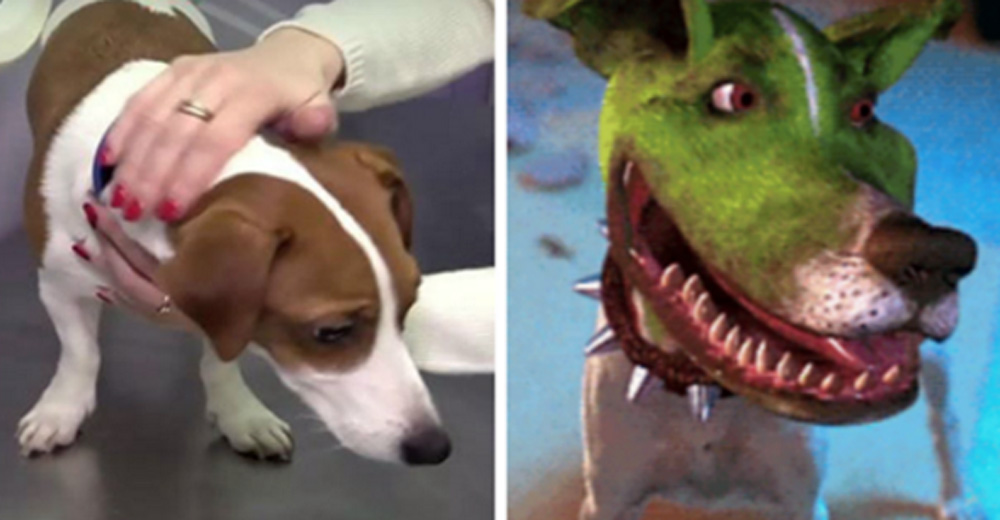 Порода собаки из фильма «маска»: какой ее внешний вид, характер и уход