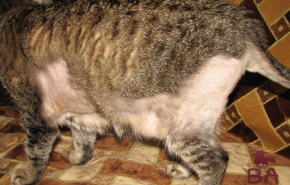Шерсть кошки и кота: как справиться с проблемой, если у кошки выпадает шерсть?