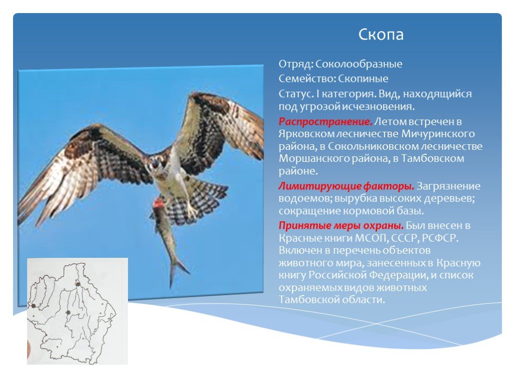 Птица скоп и ее описание среда обитания и фото скопа