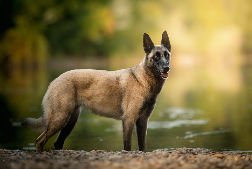Бельгийская овчарка малинуа: описание породы, уход, фото собаки