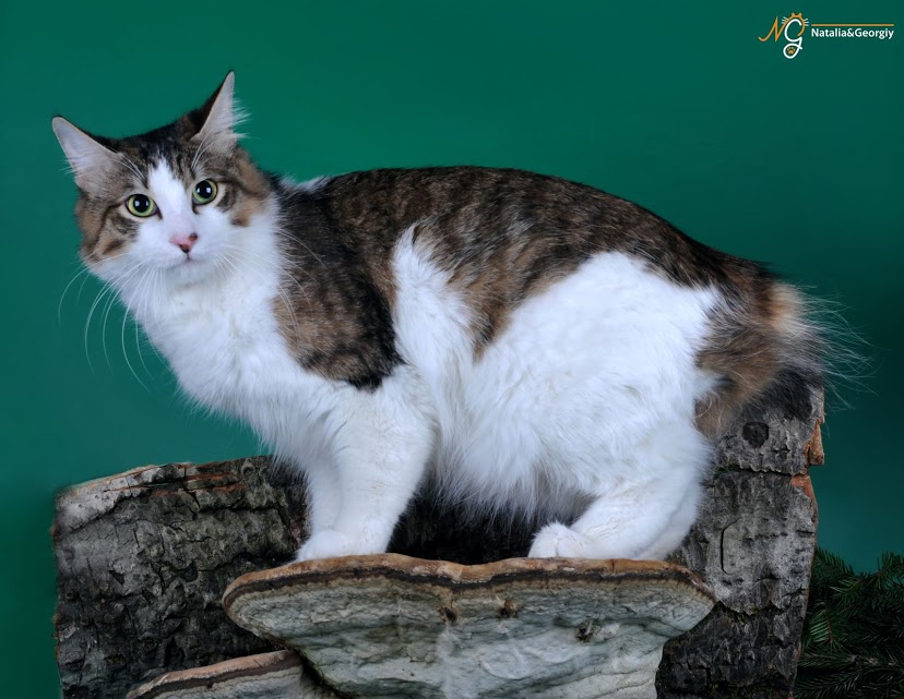 Кимрик (уэльская кошка): описание породы, характер, советы по содержанию и уходу, фото