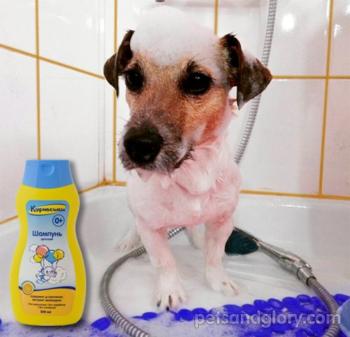 ᐉ когда можно мыть щенка первый раз? - zoomanji.ru