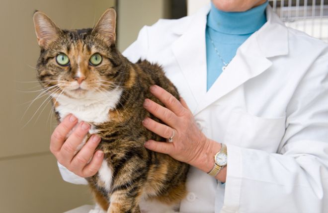 Пути заражения токсоплазмозом у кошек