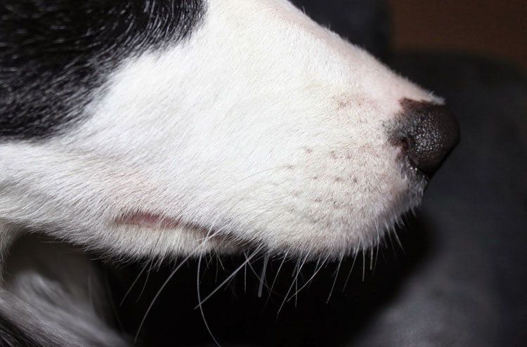Можно ли стричь усы собаке? | все о собаках