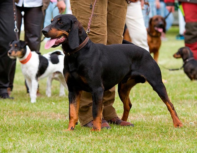 Австрийская гончая или брандл-бракк порода собак »  породы собак