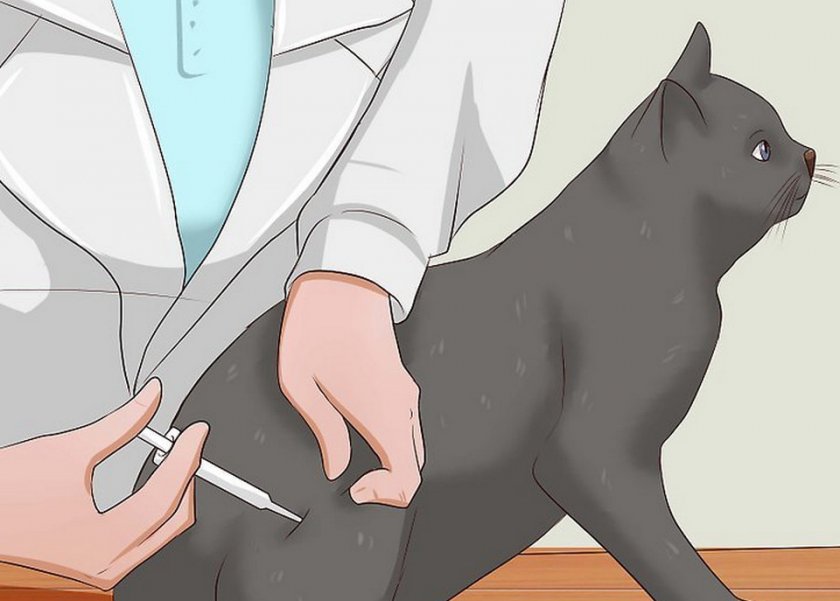 Как сделать укол коту внутримышечно в домашних условиях