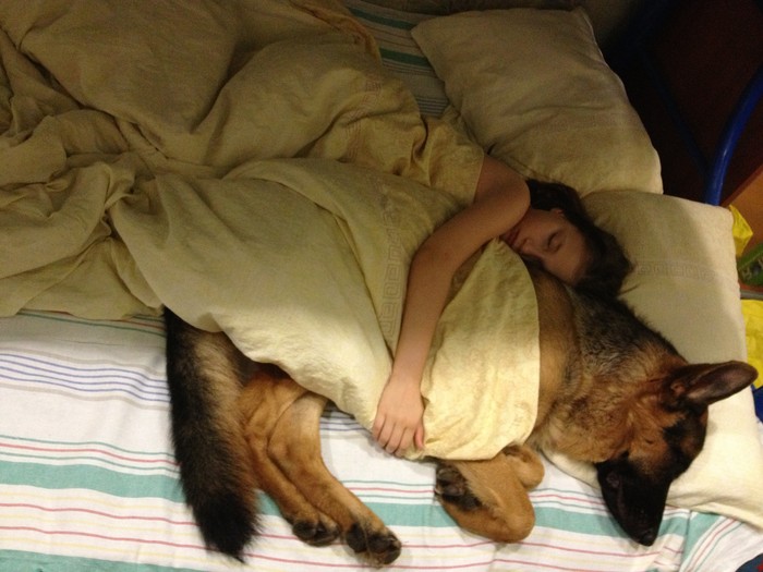 Брать ли собаку в постель — преимущества и недостатки