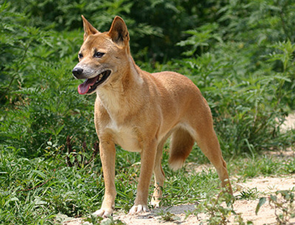 Новогвинейская поющая собака: особенности и история