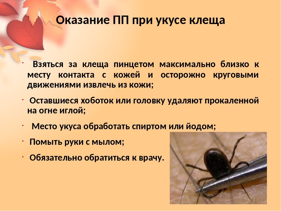 Укус скорпиона: симптомы, первая помощь и лечение. | parnas42.ru